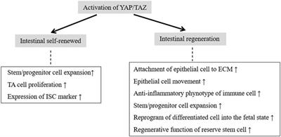 The Hippo–YAP/TAZ Signaling Pathway in Intestinal Self-Renewal and Regeneration After Injury